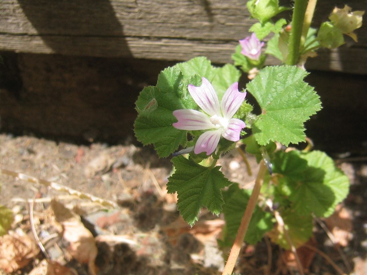 Malva neglecta